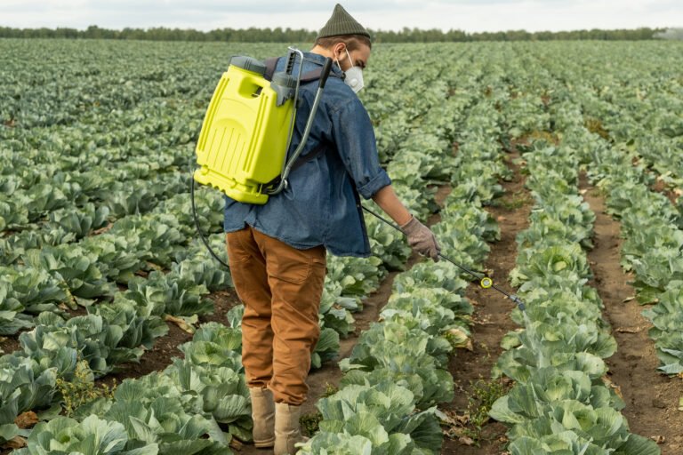 Rear view of agriculture specialist in mask using pressure sprayer while injecting fertilizer in cabbage field